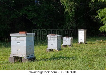 Row Of Bee Boxes In An Open Field, Apiculture For A Small Farm, Horizontal Aspect
