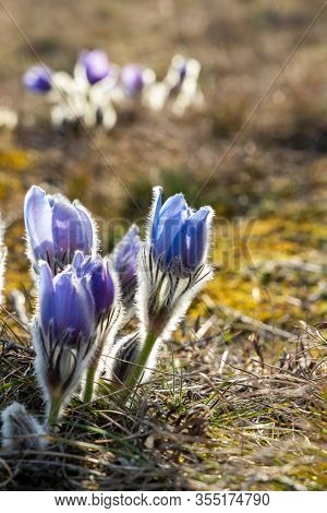 Pasque flower, National park Podyji, Southern Moravia, Czech Republic