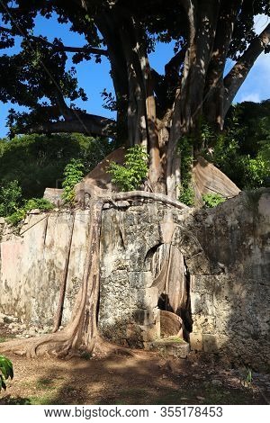 Guadeloupe Landmark Abandoned Slavery Prison Overgrown With Fig Trees. Grande-terre Island.