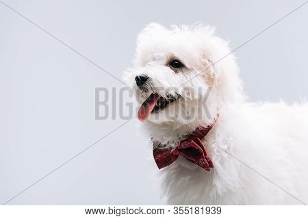 Bichon Havanese Dog With Red Bow Tie Sticking Out Tongue Isolated On Grey
