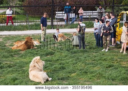 Belogorsk, Crimea, Russia, May 03, 2019: Girl Is Photographed Together With A Lion Lying On The Gras