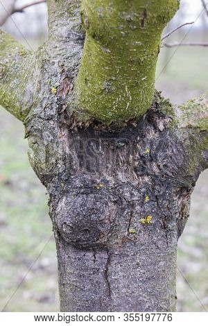 Fruit Tree Disease Black Cancer Caused By The Fungus Sphaeropsis Malorum Peck Damages The Tree Trunk