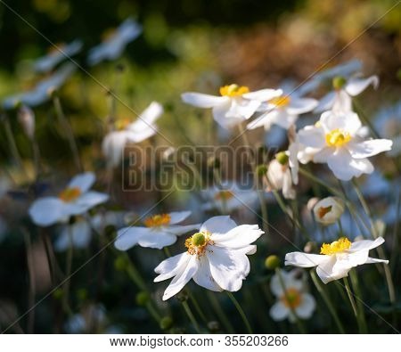 White Flowers. Natural Green Floral Background, Bokeh Effect. Young Green Grassy Leaf, Close Up Of V