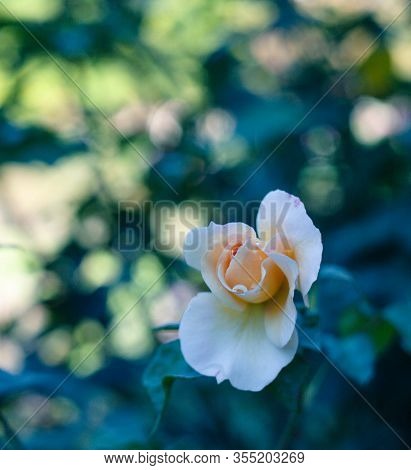 White Flowers. Natural Green Floral Background, Bokeh Effect. Young Green Grassy Leaf, Close Up Of V