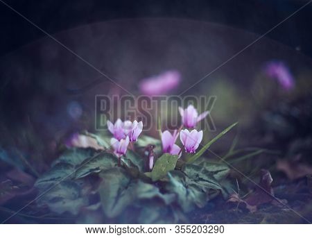 White flowers. Natural green floral background, bokeh effect. Young green grassy leaf, close up of v