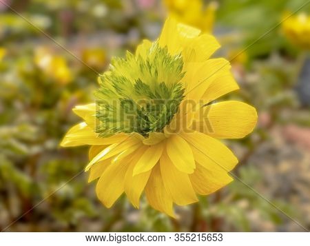 Closeup Of A Yellow And Green Flower Of Adonis Amurensis Hanazono In A Garden
