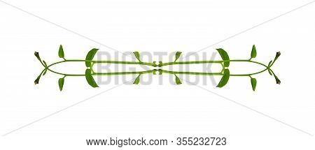 Heart Shaped Green Leaves Twisted Binahong Plant For Herbal Medicine Isolated On White Background Wi