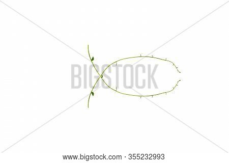 Heart Shaped Green Leaves Twisted Binahong Plant For Herbal Medicine Isolated On White Background Wi