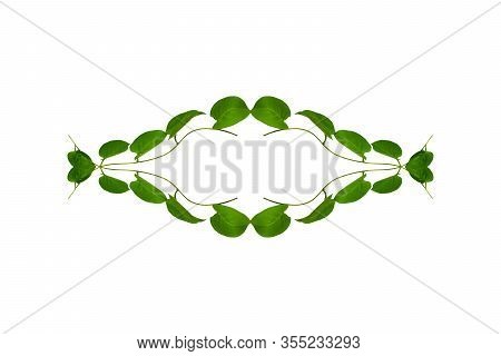 Heart Shaped Green Leaves Twisted Binahong Plant For Herbal Medicine Isolated On White Background Wi