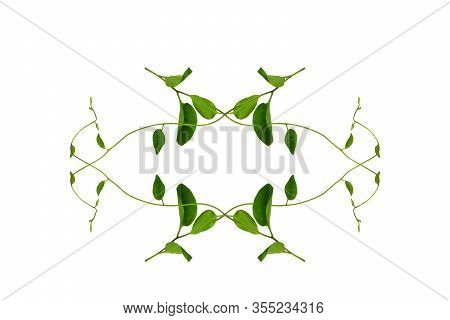 Twisted Jungle Vines Liana Plant With Heart Shaped Green Leaves Isolated On White Background, Clippi