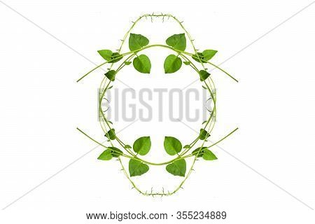 Twisted Jungle Vines Liana Plant With Heart Shaped Green Leaves Isolated On White Background, Clippi