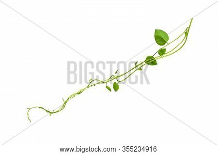 Twisted Jungle Vines Liana Plant With Heart Shaped Green Leaves Isolated On White Background, Clippi