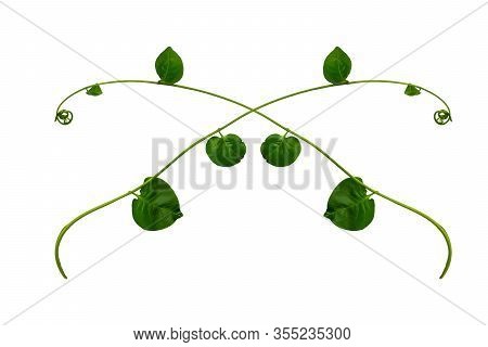 Twisted Jungle Vines Liana Plant With Heart Shaped Green Leaves Isolated On White Background, Clippi