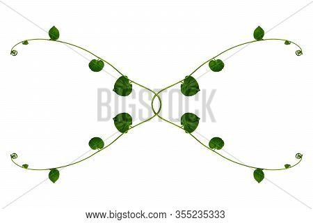 Twisted Jungle Vines Liana Plant With Heart Shaped Green Leaves Isolated On White Background, Clippi