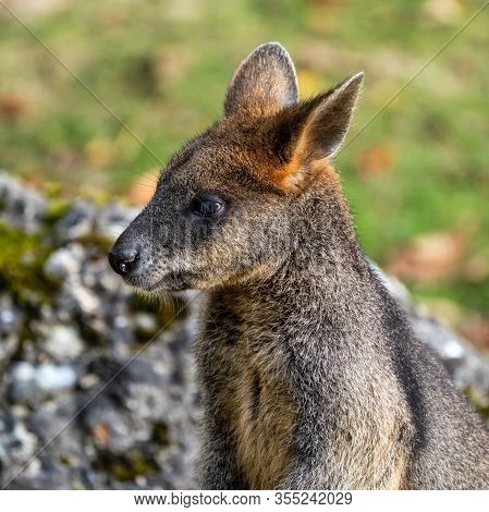 Swamp Wallaby, Wallabia Bicolor, Is One Of The Smaller Kangaroos. This Wallaby Is Also Commonly Know
