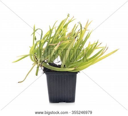 Bulbine Frutescens In Front Of White Background