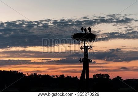 Family Of Storks In Their Nest During Sunset, Biebrza National Park