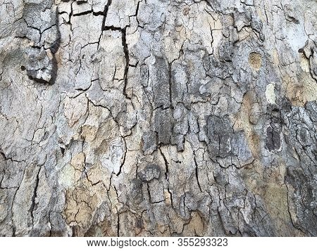 Highly Detailed Tree Bark Texture. Close-up Tree Structure