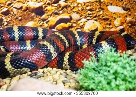 Lampropeltis Triangulum Elapsoides Writhing Body With Stripes