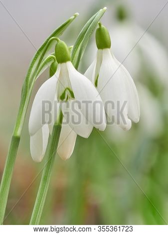 Closeup Shot Of Fresh Early Snowdrops Or Common Snowdrops (galanthus Nivalis) Flowers Blooming In Th