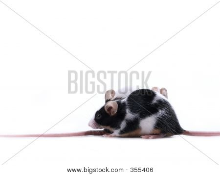 Rat Race