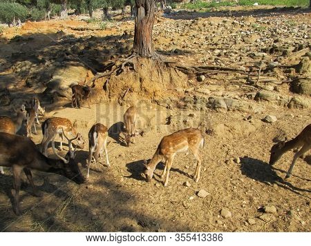 Adult Deer With Huge Branched Horns Stands On The Stone Slope