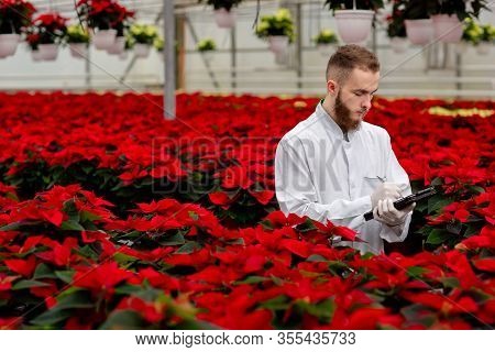 Young Greenhouse Workers Standing With A Tablet And Checks The Poinsettia Plants. Gardening, Red Poi