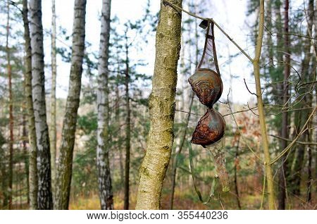 Mysterious Forest With Bra On Tree. Discarded Women's Underwear Hanging On Branch In The Forest. Con