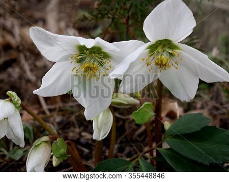Flowers Of Helleborus Black, Otherwise Called The Christmas Rose. Close-up.