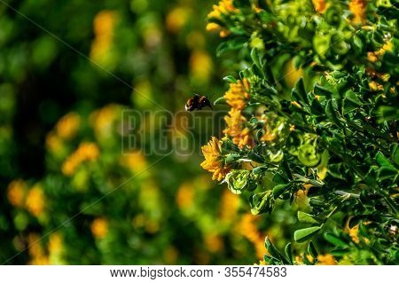 A Close-up Shot Of A Mining Bee Hovering Next To Medicago Arborea (also Known As Moon Trefoil, Shrub