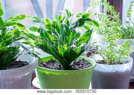 Home Plant.aspidistra. A Plant In Green Pot On A White Background. Green Plant.
