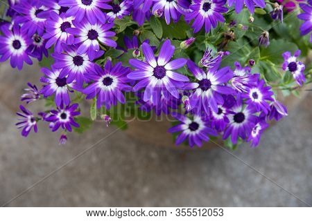 Potted Blue Pericallis Hybrida Or Cineraria, Florists Cineraria Or Common Ragwort Flowering Plant Fr