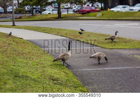 Groups Of Canadian Geese Walk Across A Green Lawn In A Beaverton Park. Beaverton, Oregon, Usa.