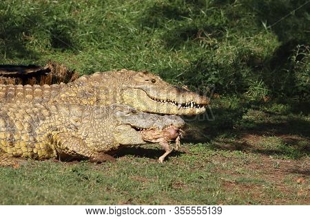 Two Nile Crocodiles (crocodylus Niloticus) Are Eating Bird In The Grass On The Shore Of Lake With Th