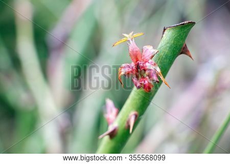 Young Large Buds Of Rose On Branches. Sunny Day.  View Close Up. New Red Rose Bud.a Bud Of A Bloomin