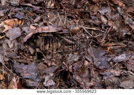A Pile Of Old Fallen Leaves. Dry, Brown Leaves On The Ground. Wet Leaves.