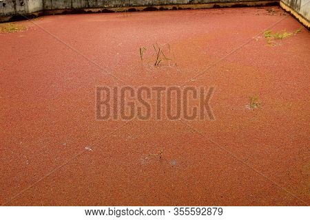 Azolla On Pool On Backyard On Sunny Day