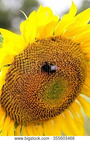 A Bumblebee Sits On A Sunflower To Collect Nectar