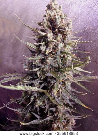 Growing Cannabis Leaves At Home. The Product Of Marijuana Hemp Background.
