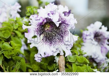 Environment And Ecology. Gardening And Greenhouse Concept. Floral Shop. Blooming White Petals. Flowe