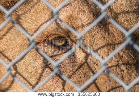 Caged Animal. Eye Of The Beast. Close-up Of Beautiful Zoo Lion Looking Through Fence. Weeping Eye In