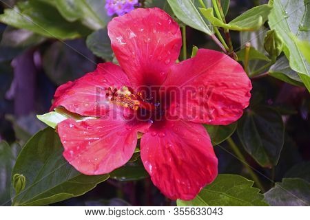 Close-up Of Of Red Hibiscus Flower With Dew Drops