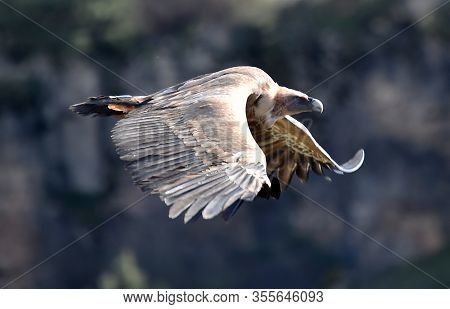 A Vulture Griffon Flying On The Natural Park