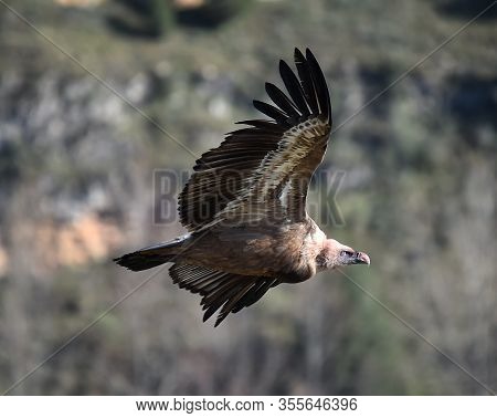 A Vulture Flying On The Spanish Natural Park