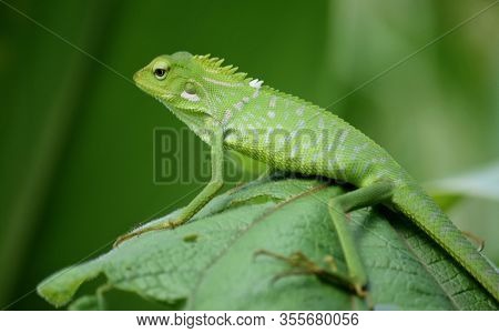 Maned Forest Lizard (bronchocela Jubata) - Garden Lizards Are Relaxing On Tree Branches, Camouflage 