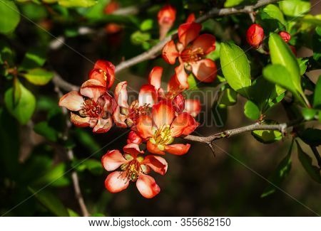 Nature Floral Background. Flowering Quince. Flowers Of Japanese Pear. Live Wall Of Flowers In A Spri