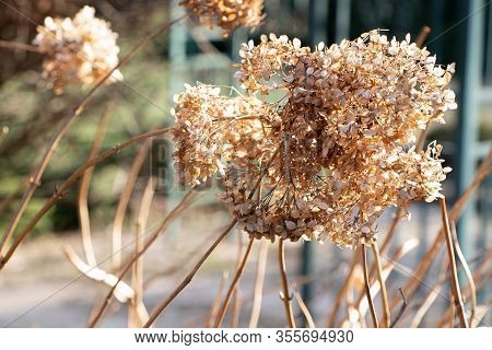 Dry Flowers. Early Spring. Life Stile. Early Spring.
