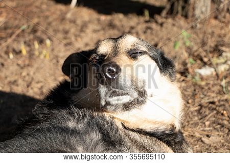 A Guard Dog Laying On The Ground. Close Up.