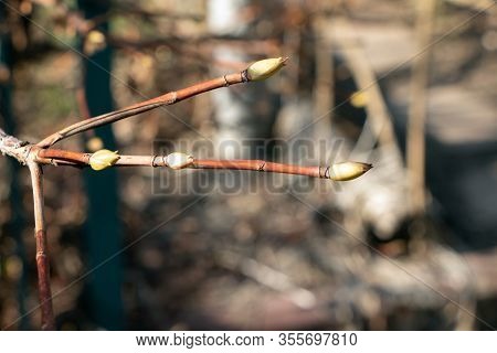 Blossoming Buds On Tree . A Twig With Buds. Branches With Young Buds. Early Spring. Life.