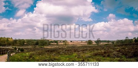 Panorama View Of A Heather Landscape In Early Spring In The Province Of Drenthe In The Holtingerveld